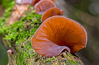 イギリスの森でキクラゲ採り  秋の味覚