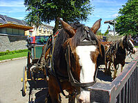 「旧正月」と「干支」、英語で何という? アジア圏の多くは旧正月を祝う